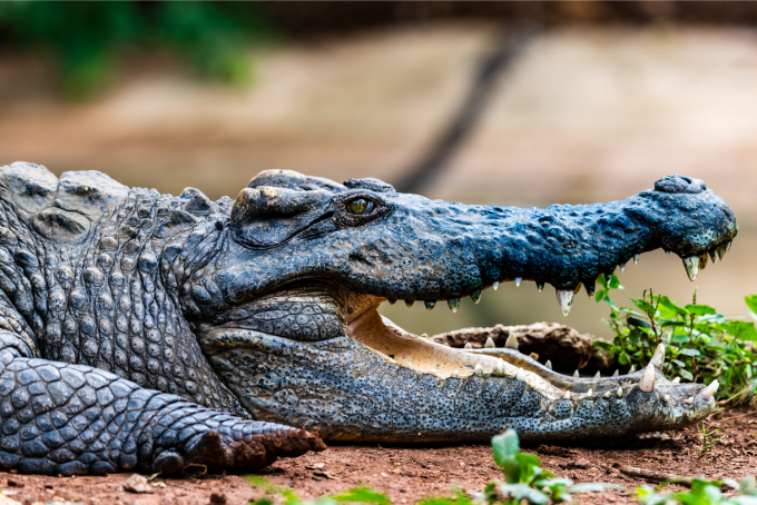 Le crocodile du Siam refait surface | WWF France
